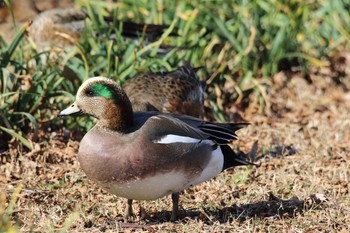 アメリカヒドリ 秋元公園 2020年1月19日(日)