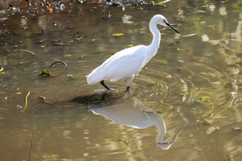 2020年1月20日(月) 三ツ池公園(横浜市鶴見区)の野鳥観察記録