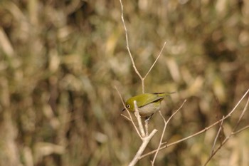 Warbling White-eye Maioka Park Sat, 1/13/2018