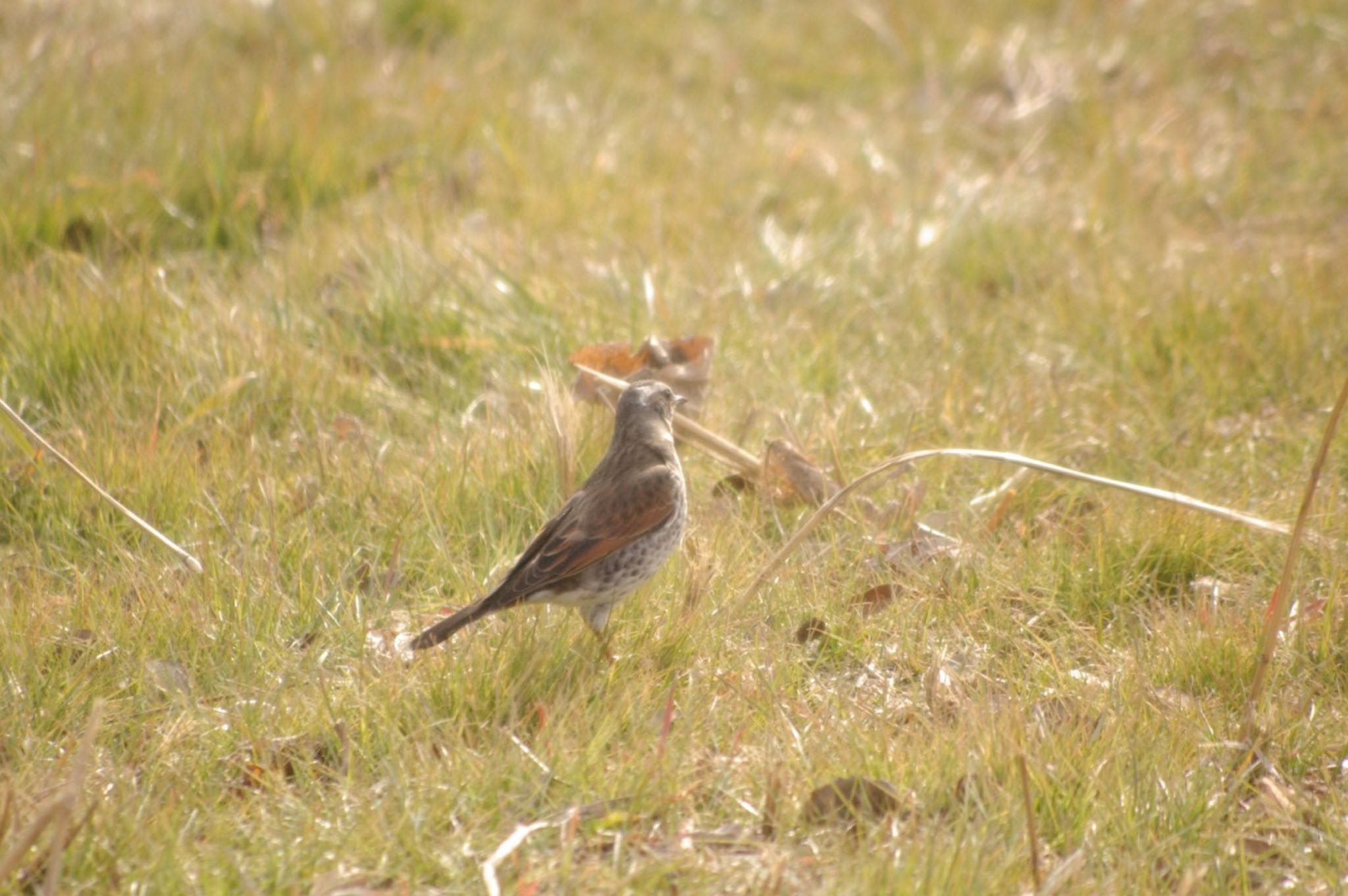 Photo of Dusky Thrush at 芝川第一調節池(芝川貯水池) by ハチワレ