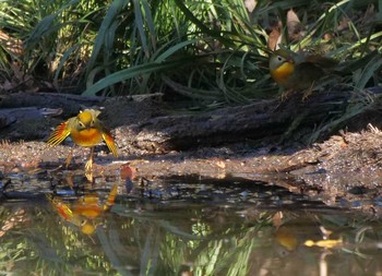 ソウシチョウ 場所が不明 2020年1月19日(日)