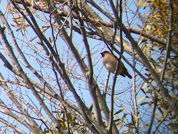 Japanese Waxwing 相模原沈殿池 Sat, 2/24/2018