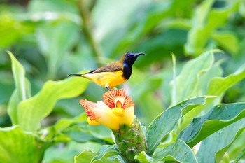 キバラタイヨウチョウ シンガポール植物園 2019年11月28日(木)