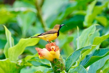 キバラタイヨウチョウ シンガポール植物園 2019年11月28日(木)