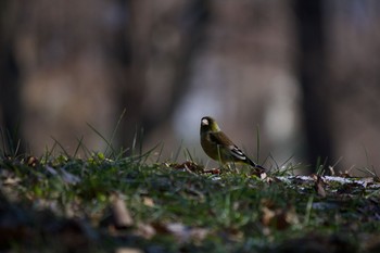 Grey-capped Greenfinch 長野県（中信） Tue, 1/21/2020