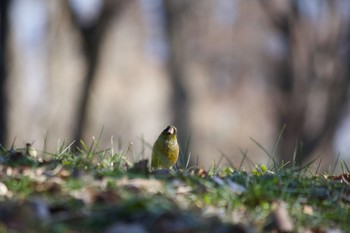 Grey-capped Greenfinch 長野県（中信） Tue, 1/21/2020