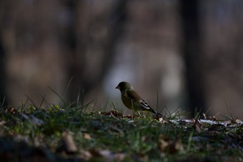 Grey-capped Greenfinch 長野県（中信） Tue, 1/21/2020