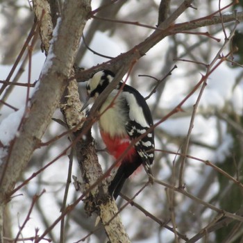 Great Spotted Woodpecker(japonicus) Makomanai Park Tue, 1/21/2020