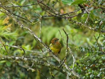 Rufous-naped Bellbird パプアニューギニア Unknown Date