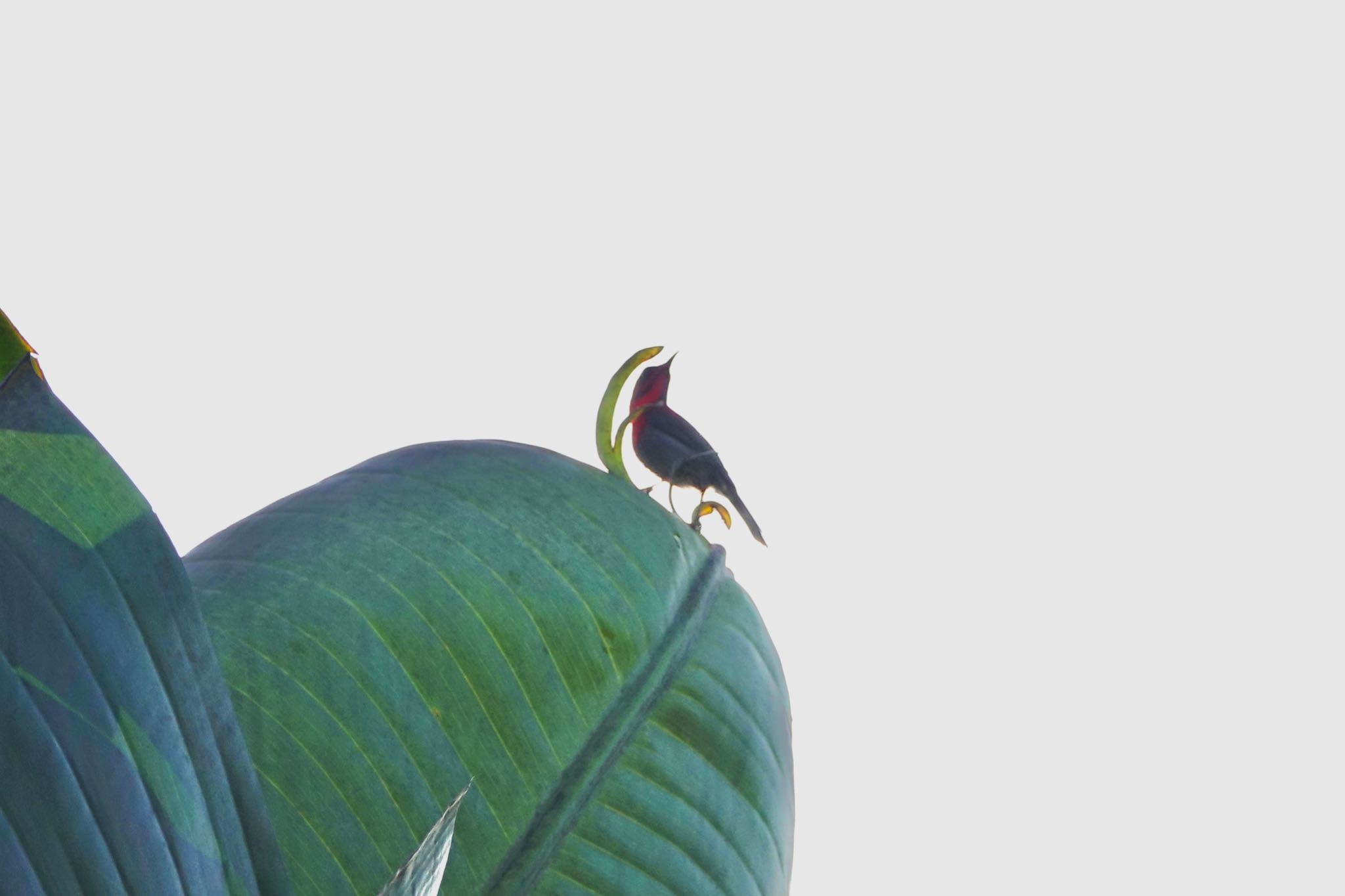 Photo of Crimson Sunbird at Singapore Botanic Gardens by のどか