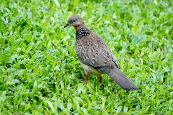 Spotted Dove Singapore Botanic Gardens Thu, 11/28/2019