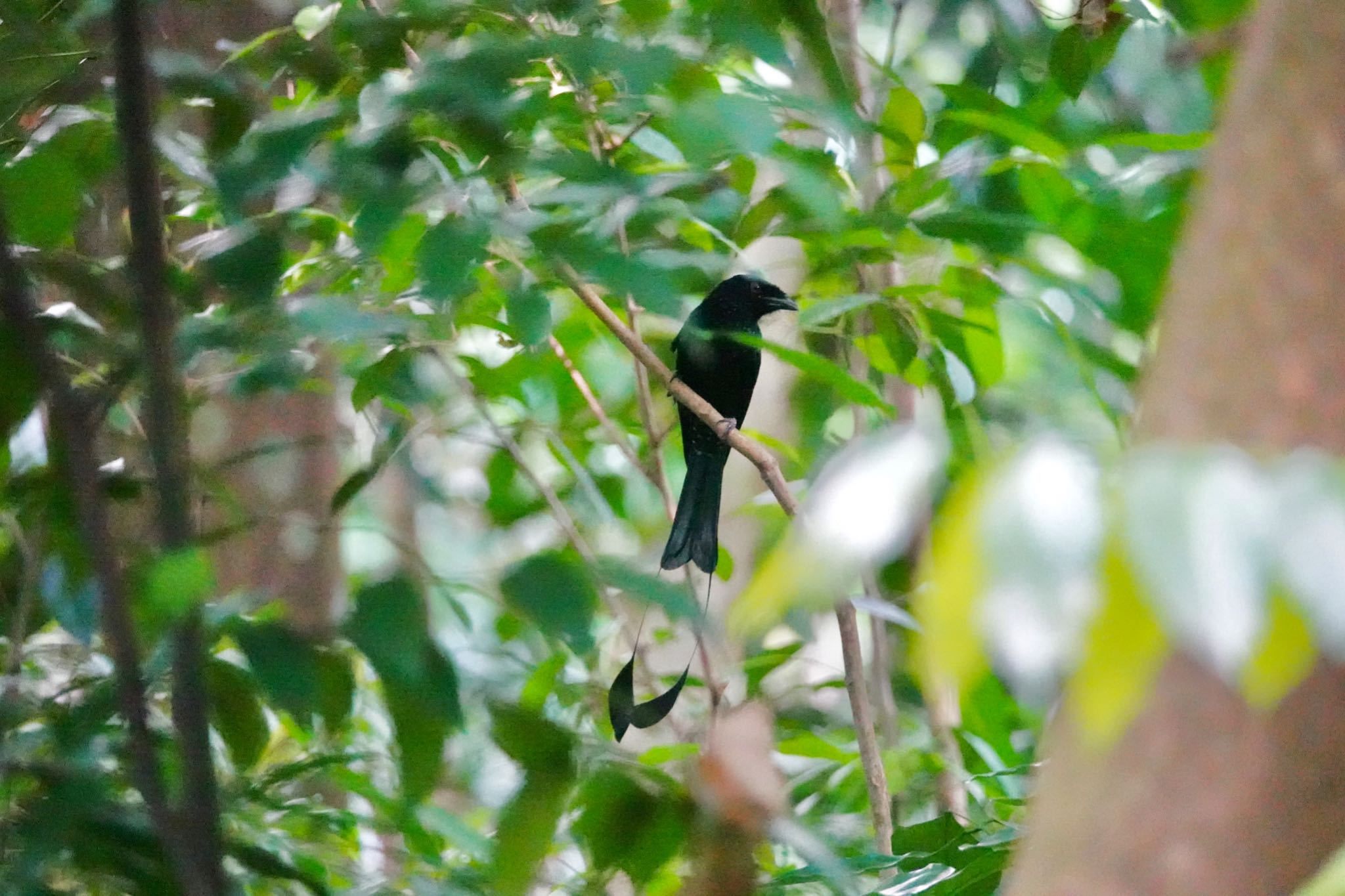 Greater Racket-tailed Drongo