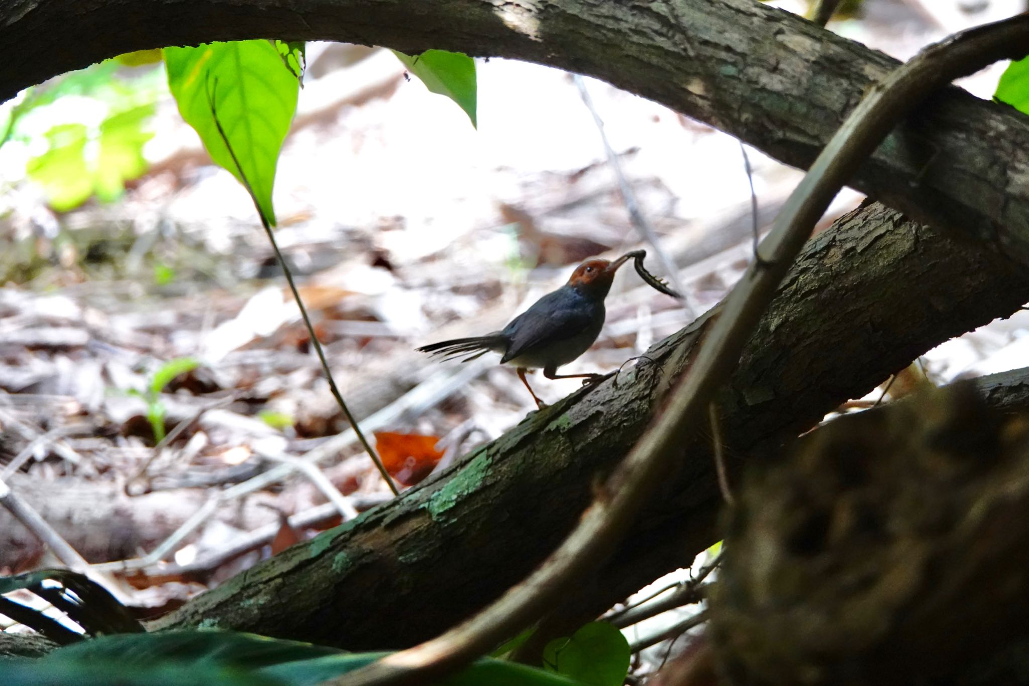 シンガポール植物園 アカガオサイホウチョウの写真 by のどか