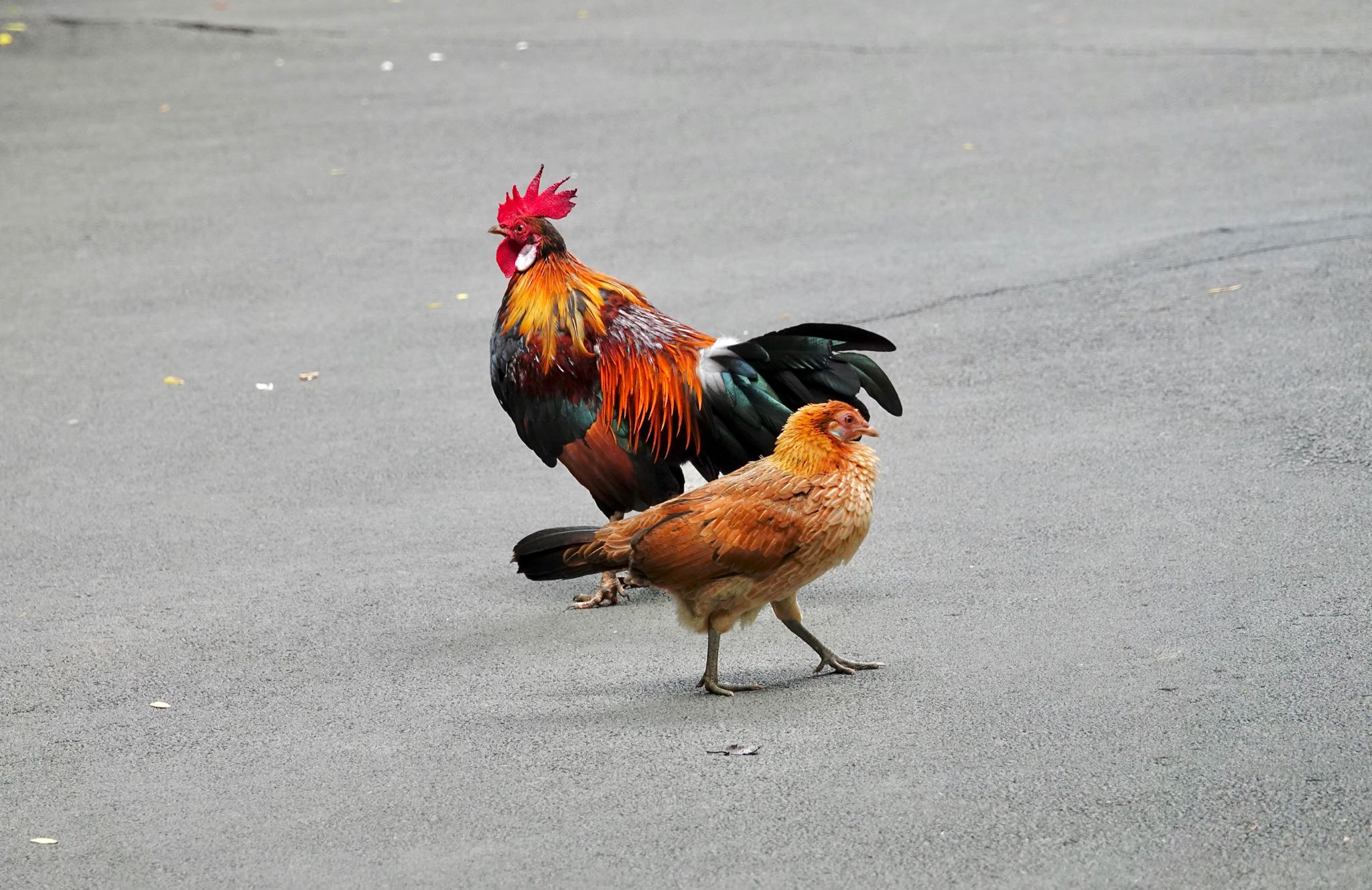 Photo of Red Junglefowl at Singapore Botanic Gardens by のどか