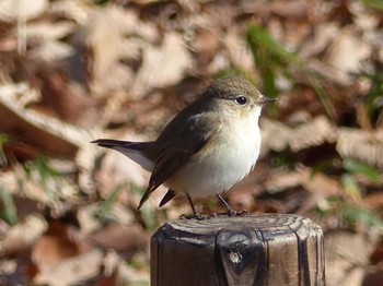 2020年1月21日(火) 横浜の野鳥観察記録