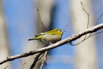 Warbling White-eye 生田緑地 Tue, 1/21/2020