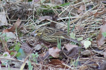 Masked Bunting Higashitakane Forest park Tue, 1/21/2020