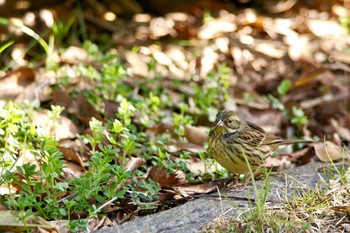 Masked Bunting Kasai Rinkai Park Sat, 3/3/2018