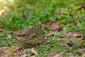 Masked Bunting Kasai Rinkai Park Sat, 3/3/2018