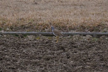 Grey-headed Lapwing 姫路市 Tue, 1/21/2020