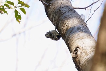 Japanese Pygmy Woodpecker 姫路市 Tue, 1/21/2020