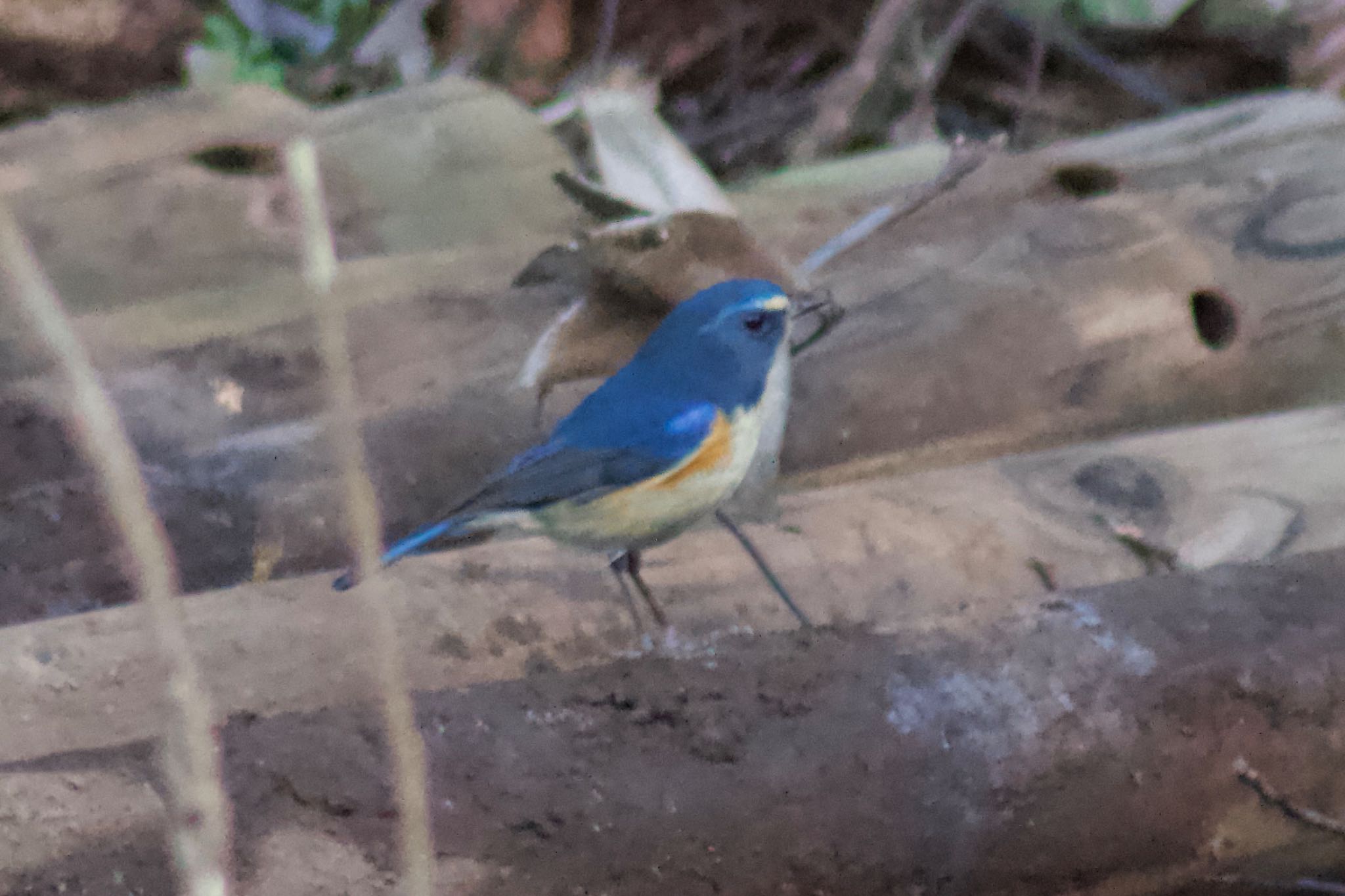 Photo of Red-flanked Bluetail at Higashitakane Forest park by まさ