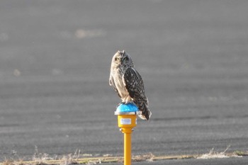 Short-eared Owl 東京都瑞穂町 Mon, 1/13/2020