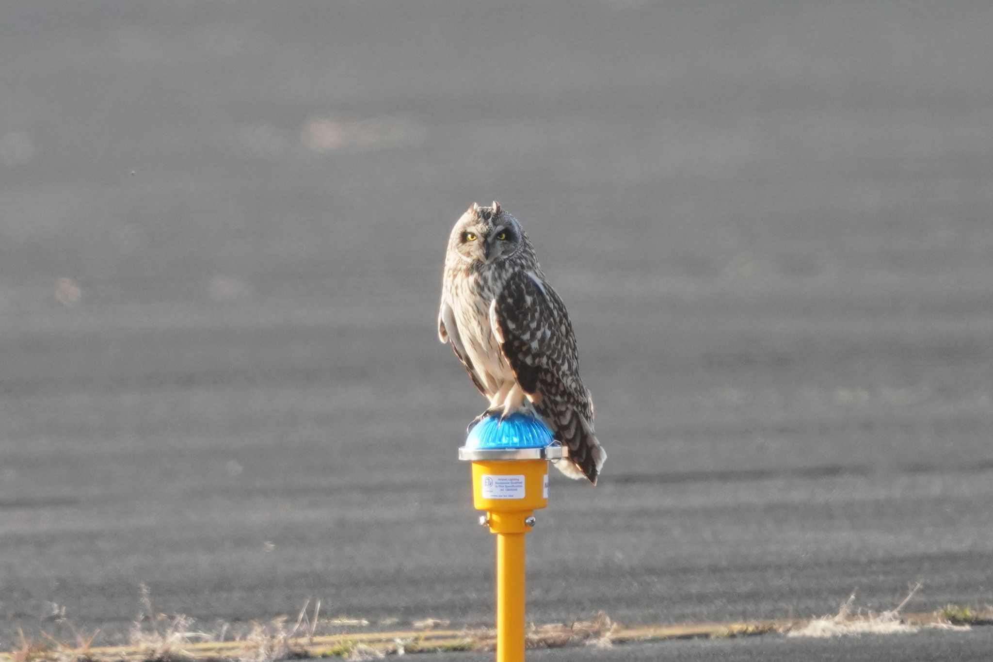 Photo of Short-eared Owl at 東京都瑞穂町 by raptor2