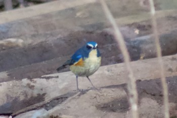 Red-flanked Bluetail Higashitakane Forest park Tue, 1/21/2020