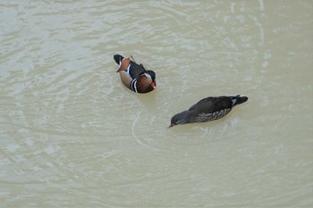 Tue, 1/21/2020 Birding report at 宝塚山本