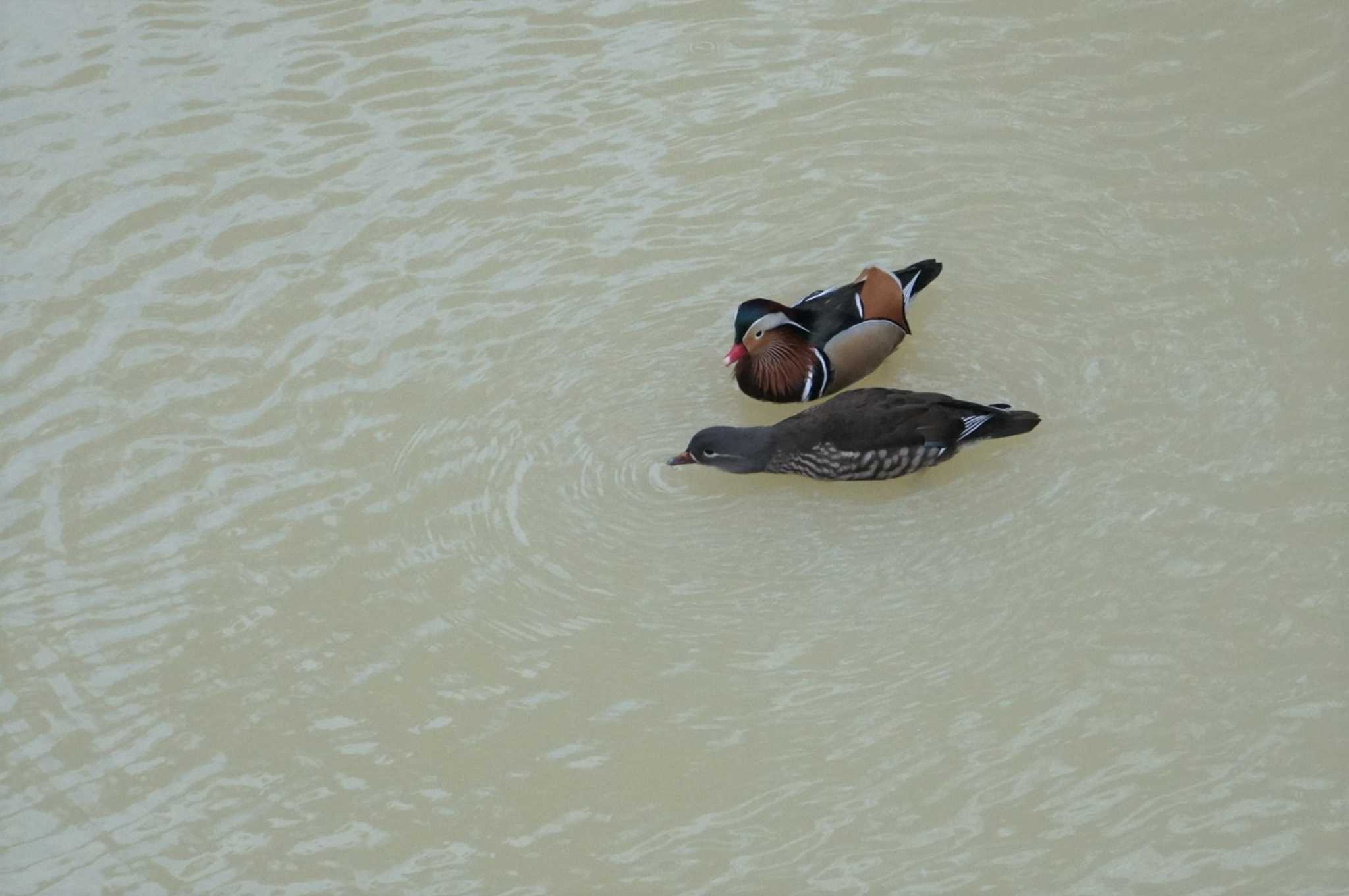 Photo of Mandarin Duck at 宝塚山本 by マル