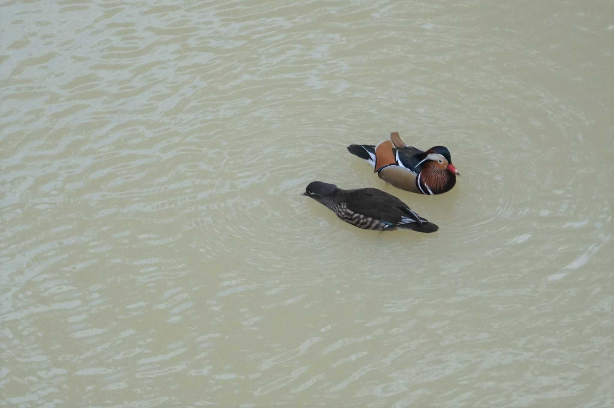 Mandarin Duck