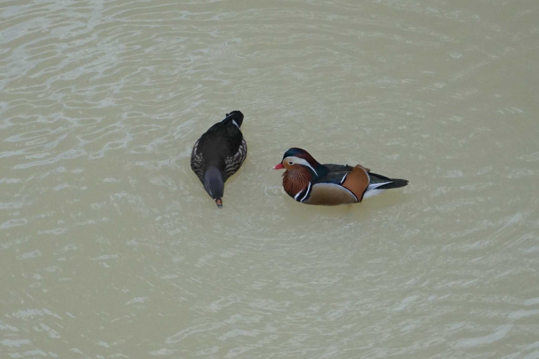 Mandarin Duck