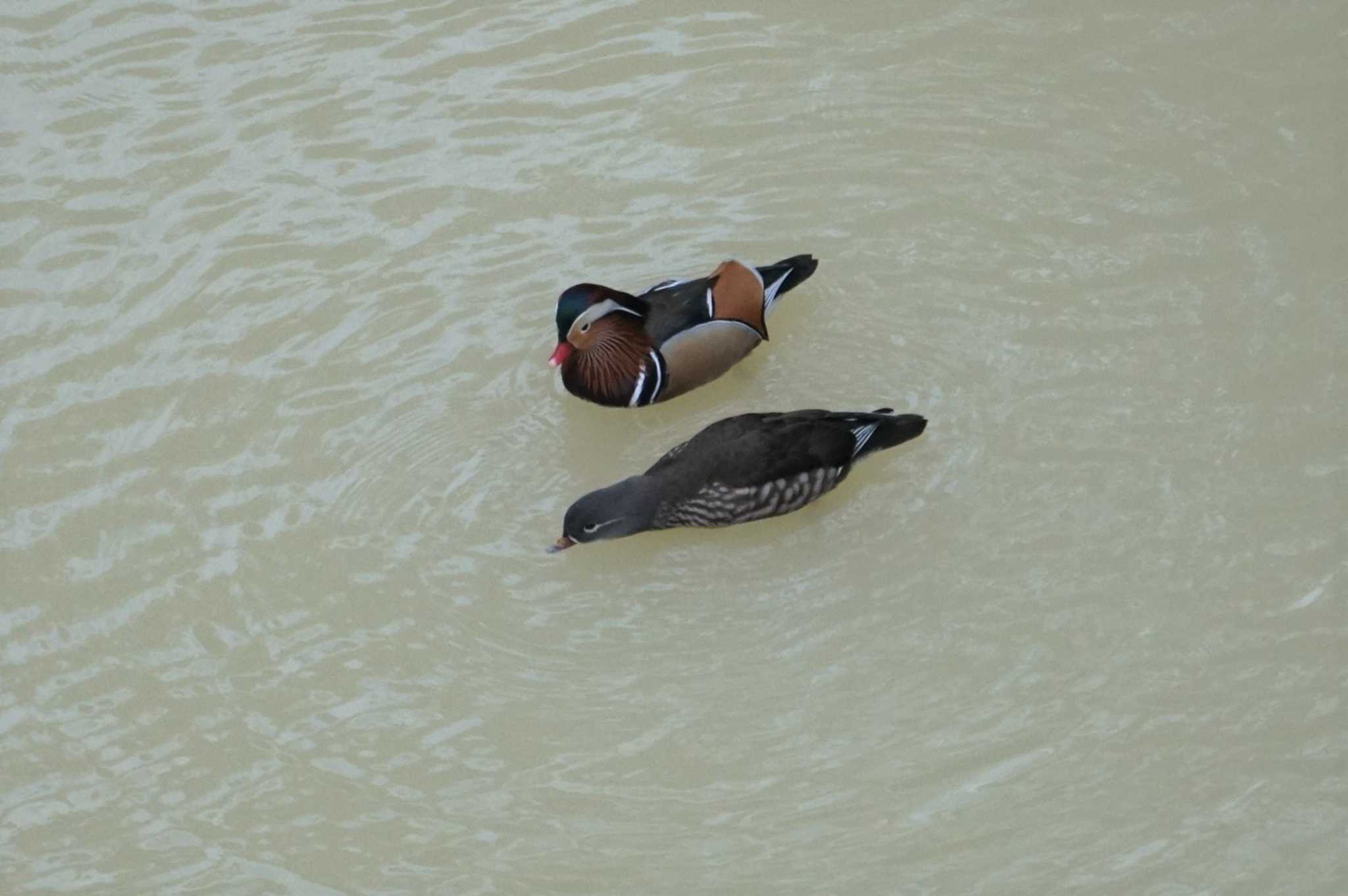 Mandarin Duck