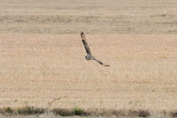 Short-eared Owl Unknown Spots Fri, 1/17/2020