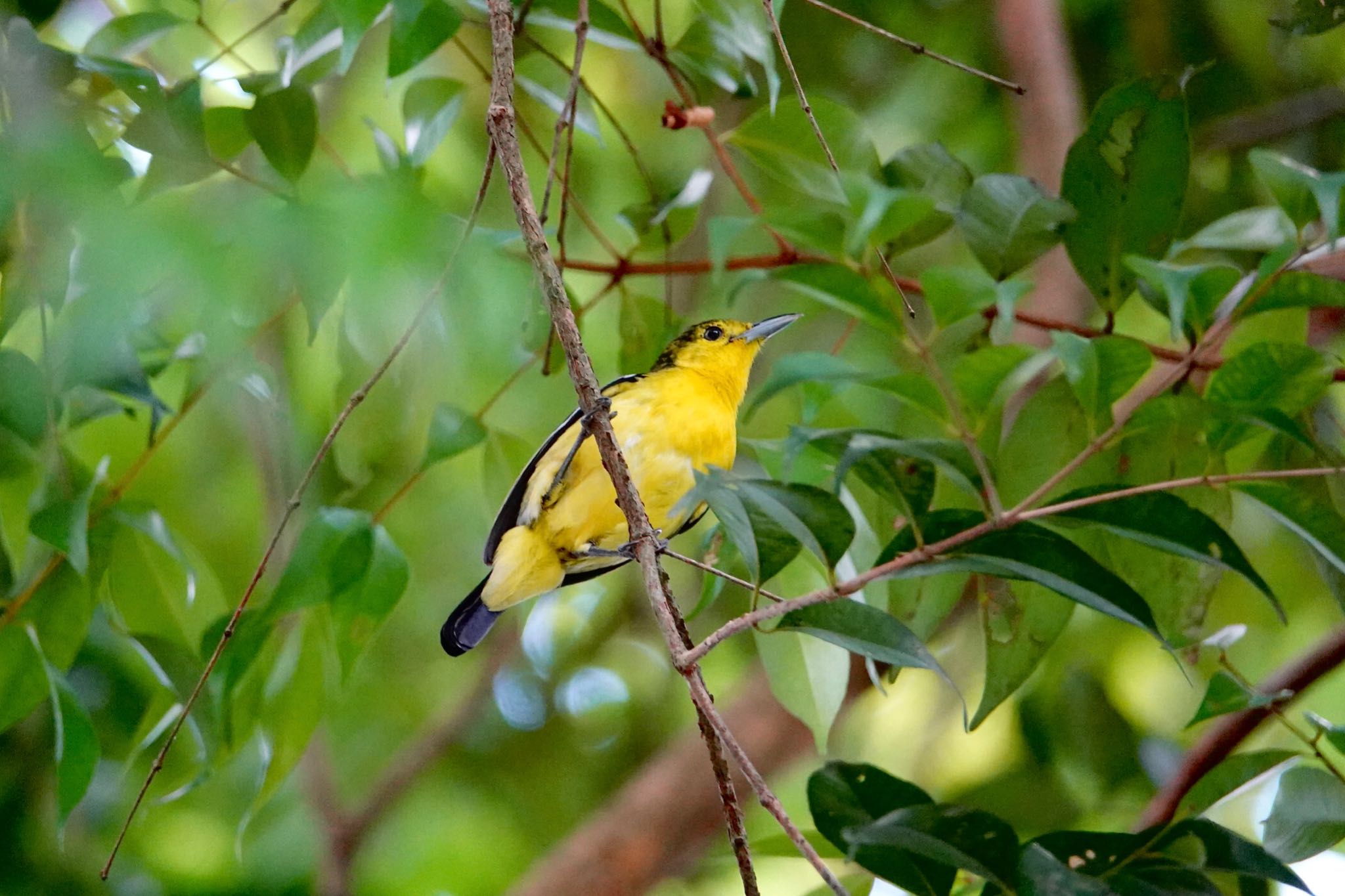 Common Iora