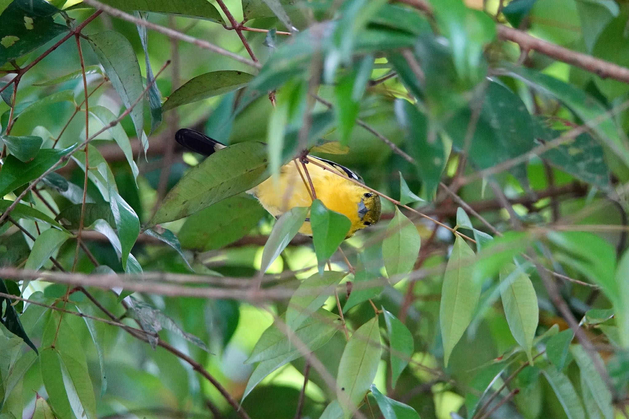 Common Iora