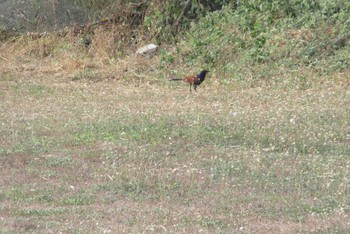 Greater Coucal タイ　パタヤ Tue, 1/21/2020