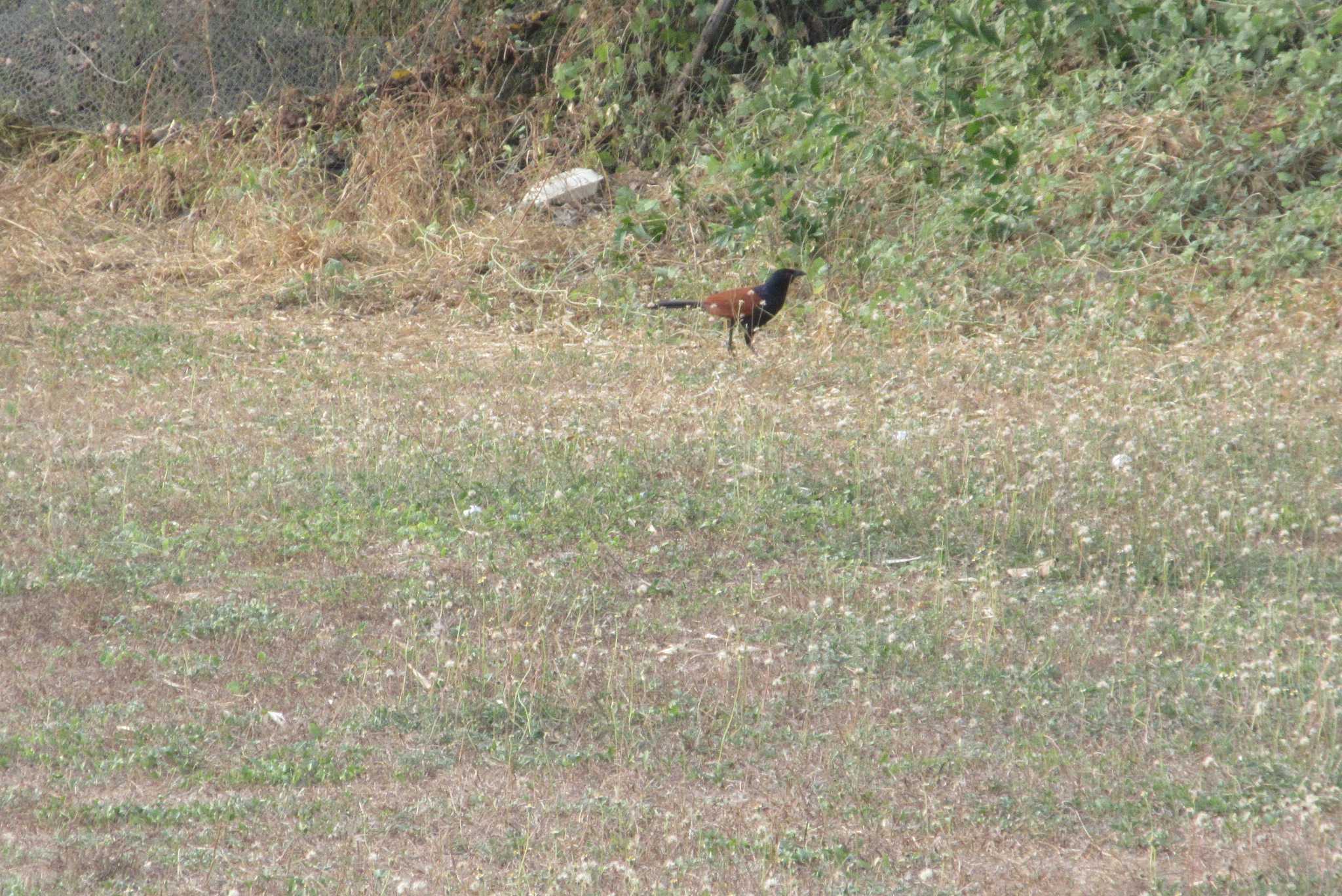 Photo of Greater Coucal at タイ　パタヤ by span265