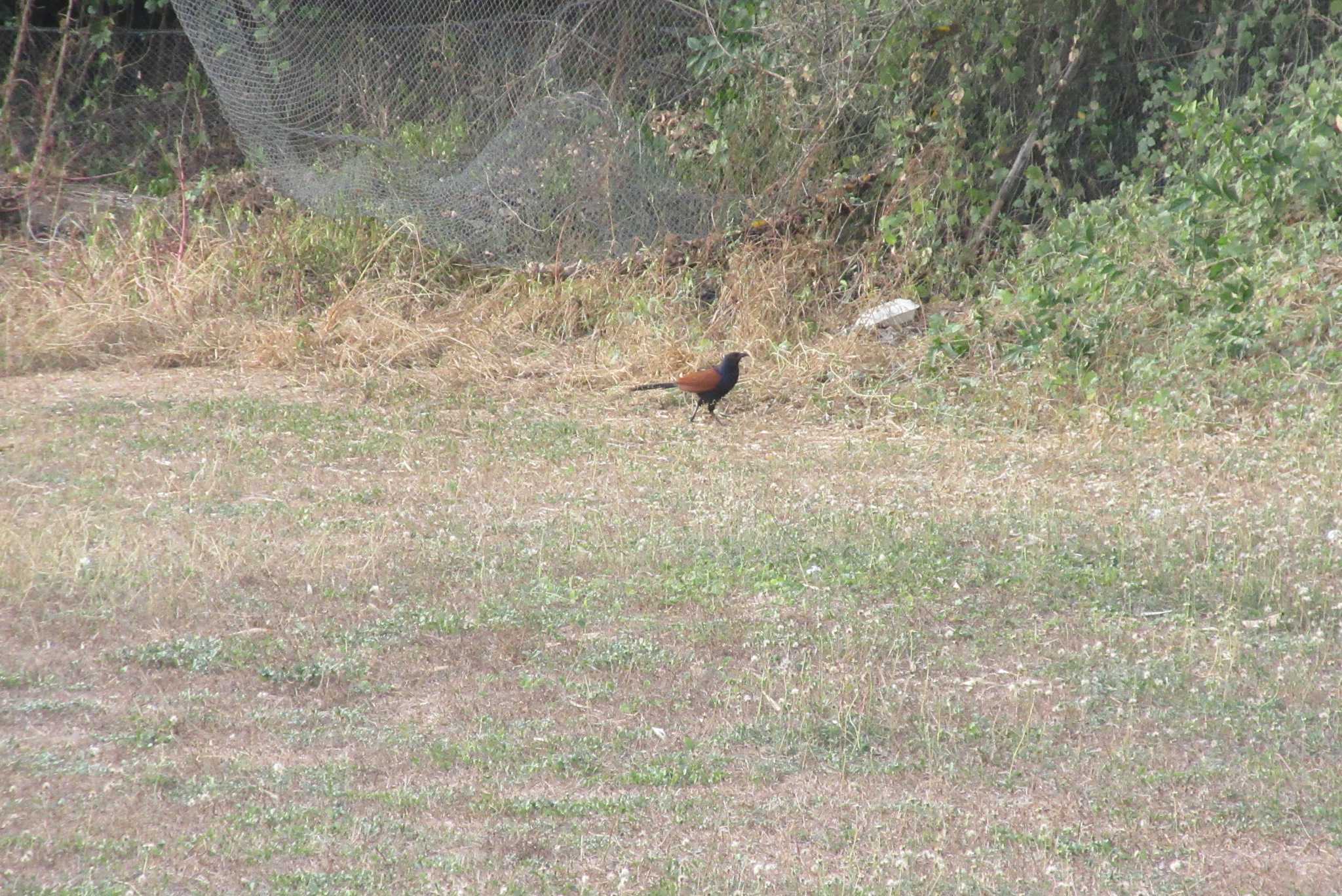 Photo of Greater Coucal at タイ　パタヤ by span265