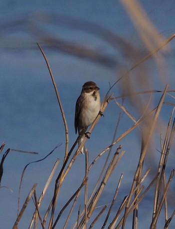 Unknown Species Watarase Yusuichi (Wetland) Tue, 1/21/2020