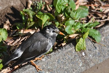 2020年1月19日(日) 野川の野鳥観察記録