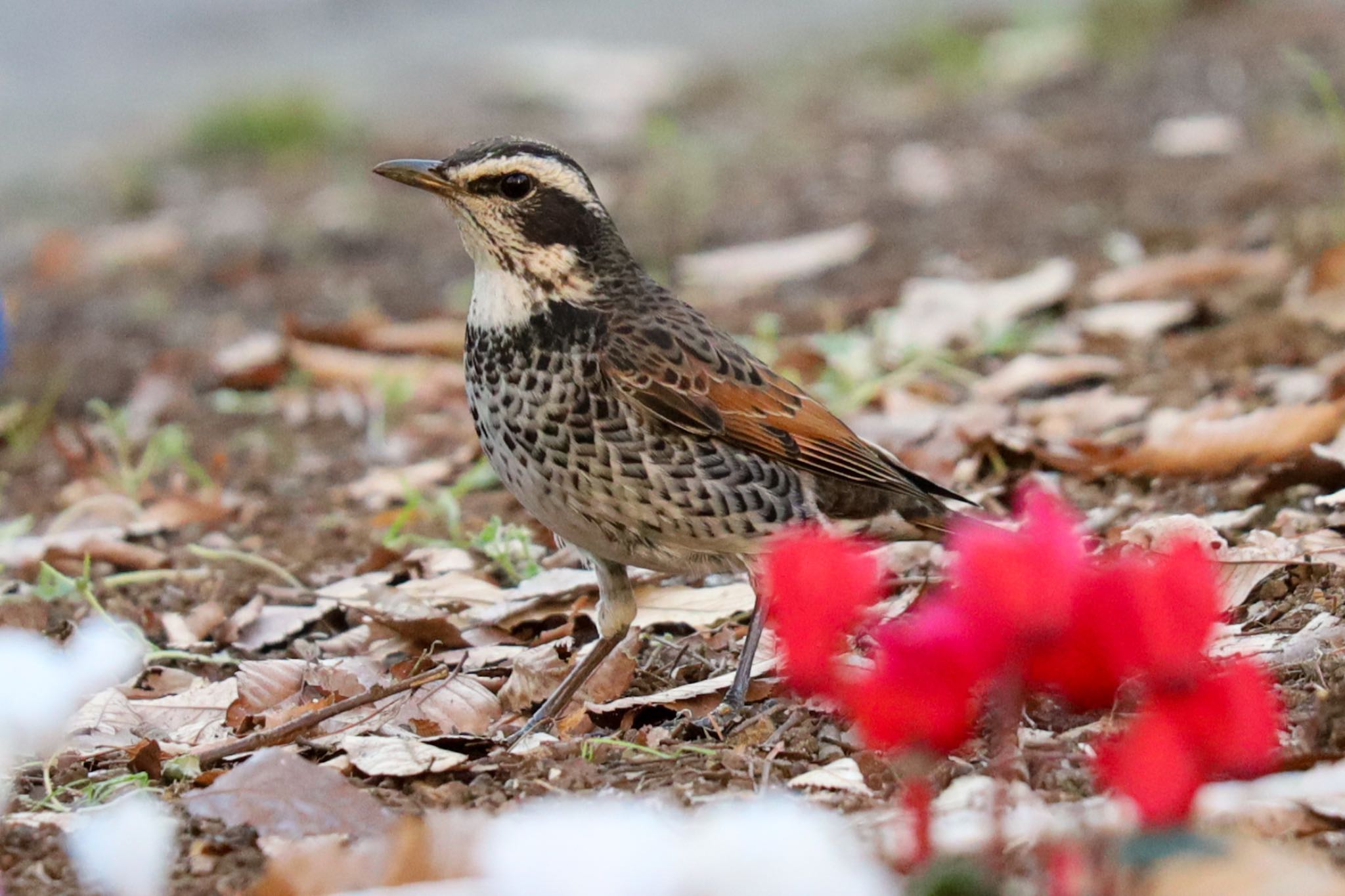 Photo of Dusky Thrush at 新宿中央公園 by amachan