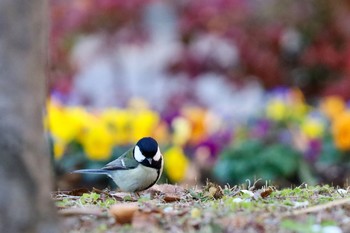 Japanese Tit 新宿中央公園 Tue, 1/21/2020