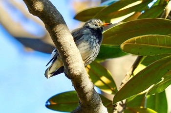 White-cheeked Starling 新宿中央公園 Tue, 1/21/2020