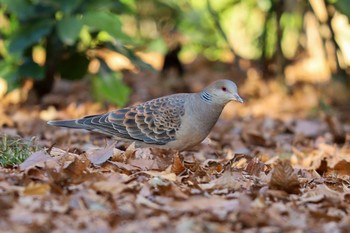 Oriental Turtle Dove 新宿中央公園 Tue, 1/21/2020