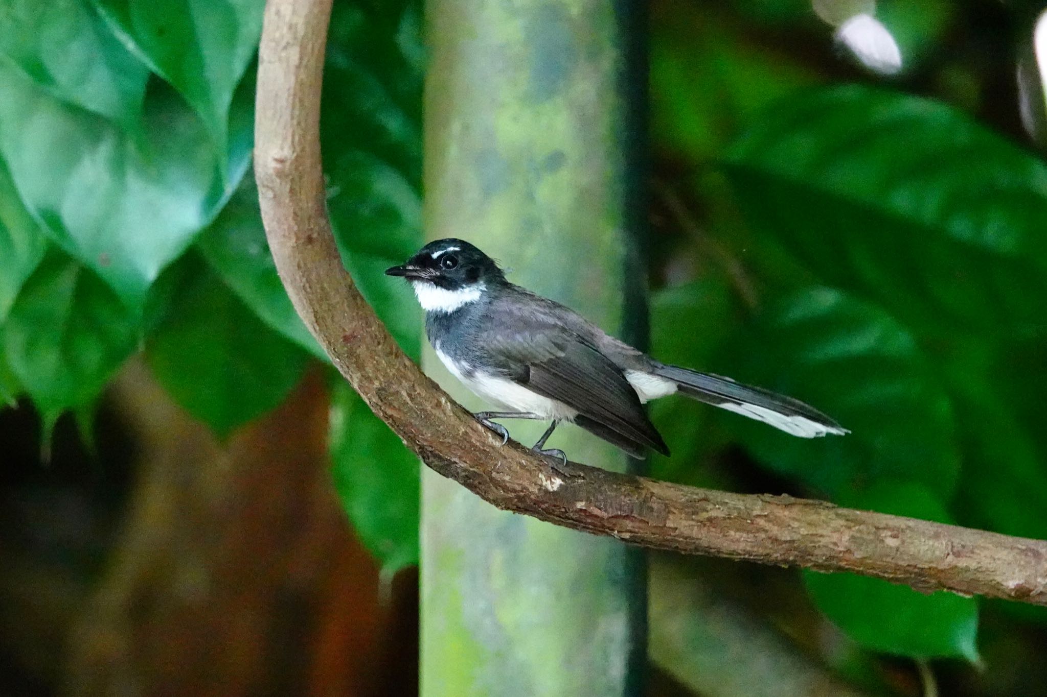 Malaysian Pied Fantail