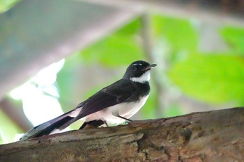 ムナオビオウギビタキ シンガポール植物園 2019年11月28日(木)