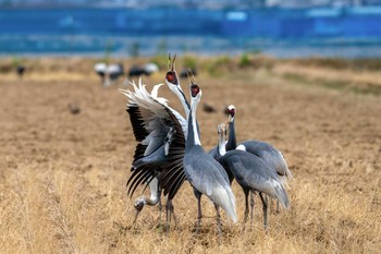 White-naped Crane Izumi Crane Observation Center Fri, 1/17/2020