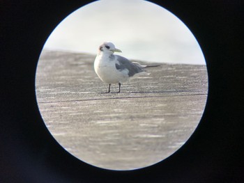 ミツユビカモメ 銚子沖 2018年4月3日(火)